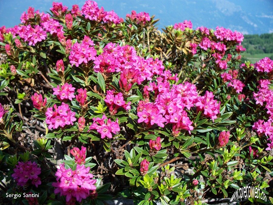 07 Fioritura di rododendri.JPG